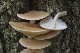 Attēlu rezultāti vaicājumam “Hypsizygus ulmarius”