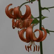 Image result for Lilium martagon `Manitoba Fox`