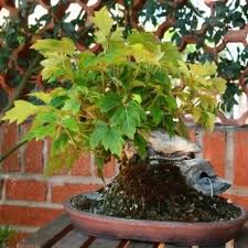 Image result for parthenocissus bonsai