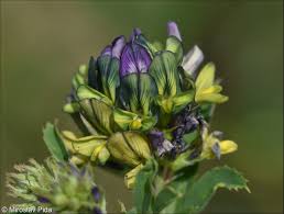 Attēlu rezultāti vaicājumam “Medicago x varia  flower”