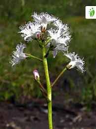 Attēlu rezultāti vaicājumam “Menyanthes trifoliata fruit”