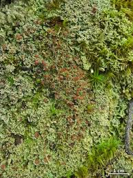 Attēlu rezultāti vaicājumam “Cladonia caespiticia”