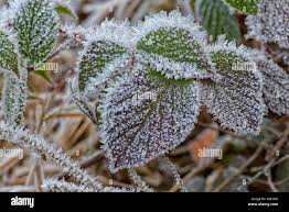 Image result for Rubus sectio
