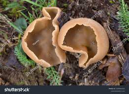 Attēlu rezultāti vaicājumam “Peziza varia”