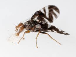 Attēlu rezultāti vaicājumam “Tephritidae”