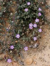 Attēlu rezultāti vaicājumam “Spergularia rubra”