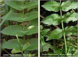 Attēlu rezultāti vaicājumam “Berula erecta”