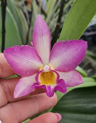 Image result for Alcea rosea `Appleblossom`