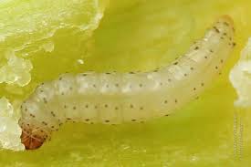 Attēlu rezultāti vaicājumam “Acrolepiopsis assectella”