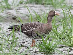 Attēlu rezultāti vaicājumam “Anser albifrons adult”