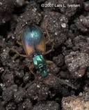 Attēlu rezultāti vaicājumam “Anchomenus dorsalis”