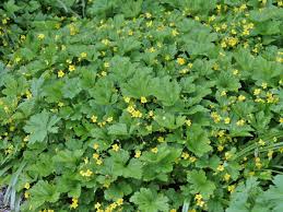 Attēlu rezultāti vaicājumam “Waldsteinia geoides”