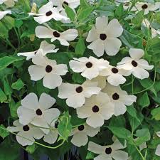 Image result for Thunbergia alata