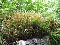Attēlu rezultāti vaicājumam “Ceratodon purpureus sporophyte”