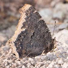 Attēlu rezultāti vaicājumam “Nymphalis antiopa underside”