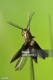 Attēlu rezultāti vaicājumam “Ctenicera pectinicornis male”