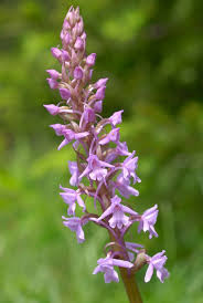 Attēlu rezultāti vaicājumam “Gymnadenia conopsea”