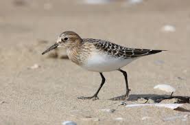 Attēlu rezultāti vaicājumam “Calidris”