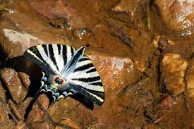 Attēlu rezultāti vaicājumam “Prociphilus xylostei”