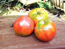 Afbeeldingsresultaat voor anna russian tomato