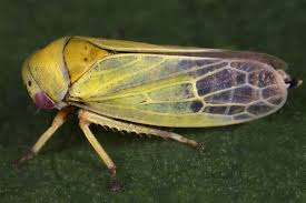 Attēlu rezultāti vaicājumam “Oncopsis sp.”