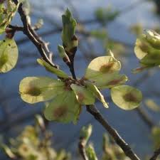 Attēlu rezultāti vaicājumam “Ulmus minor f. suberosa”