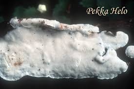 Attēlu rezultāti vaicājumam “Skeletocutis nivea”