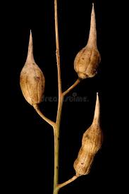 Attēlu rezultāti vaicājumam “Raphanus raphanistrum fruit”