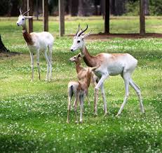 Attēlu rezultāti vaicājumam “Dama dama”