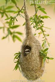 Attēlu rezultāti vaicājumam “Remiz pendulinus nest”