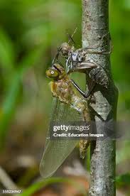 Attēlu rezultāti vaicājumam “Cordulia aenea”