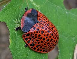 Attēlu rezultāti vaicājumam “Lycogala leopardinum sessile”