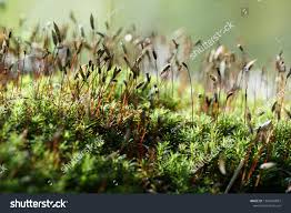 Attēlu rezultāti vaicājumam “Polytrichum juniperinum sporophyte”