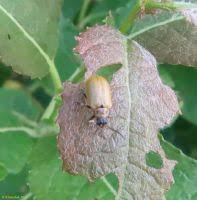 Attēlu rezultāti vaicājumam “Lochmaea caprea”