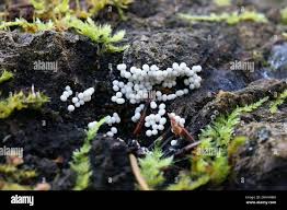 Attēlu rezultāti vaicājumam “Trichia varia”