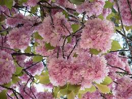 Attēlu rezultāti vaicājumam “Cerasus flower”