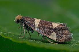 Attēlu rezultāti vaicājumam “Incurvaria praelatella”