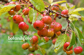 Attēlu rezultāti vaicājumam “Malus x zumi”