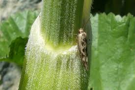 Attēlu rezultāti vaicājumam “Scythris limbella”