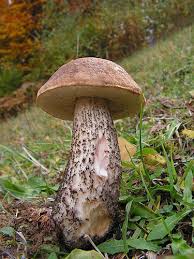 Attēlu rezultāti vaicājumam “Leccinum scabrum”