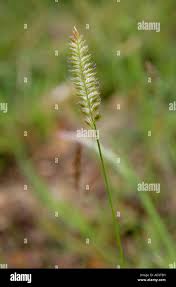 Attēlu rezultāti vaicājumam “Cynosurus cristatus flower”