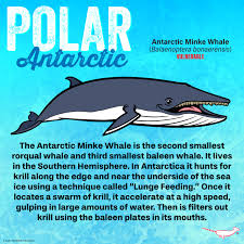 Image result for Balaenoptera bonaerensis