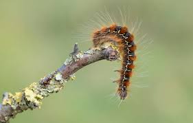 Attēlu rezultāti vaicājumam “Eriogaster lanestris larva”