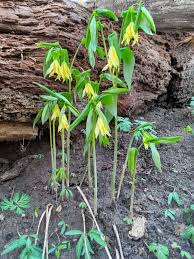 Attēlu rezultāti vaicājumam “Uvularia grandiflora flower”