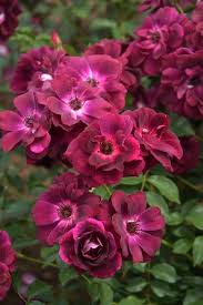 「アイスバーグ」の画像検索結果