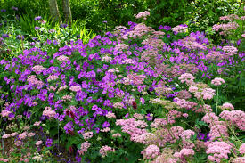 Image result for Pimpinella major