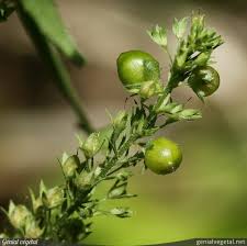 Attēlu rezultāti vaicājumam “Veronica anagallis-aquatica fruit”