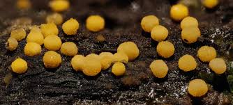 Attēlu rezultāti vaicājumam “Bactridium flavum”