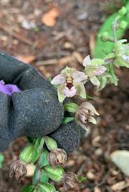 Attēlu rezultāti vaicājumam “Epipactis helleborine fruit”