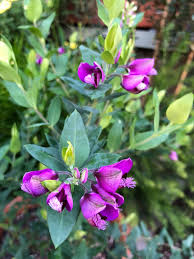 Attēlu rezultāti vaicājumam “Polygala amarella flower”